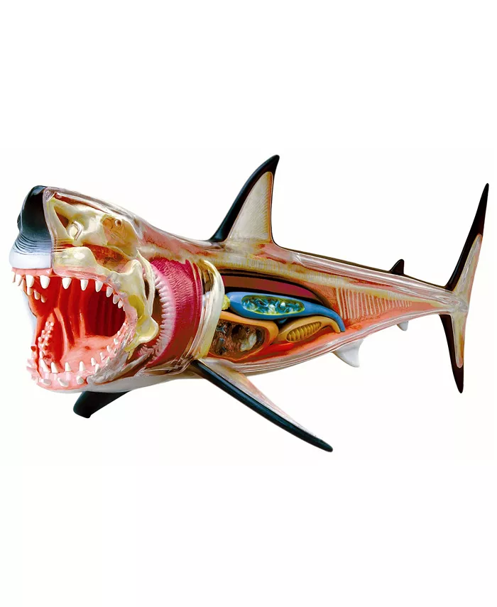 4D Master 4D Vision Great White Shark Anatomy Model