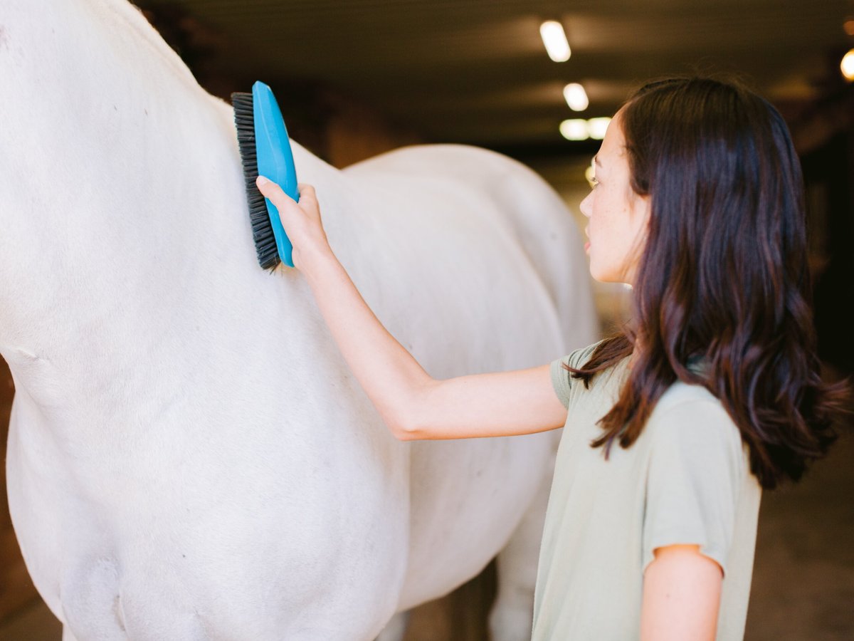 Wahl Clipper Horse Grooming Essentials Kit