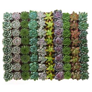 Shop Succulents 2 in. Rosette Succulent (Collection of 256) R256