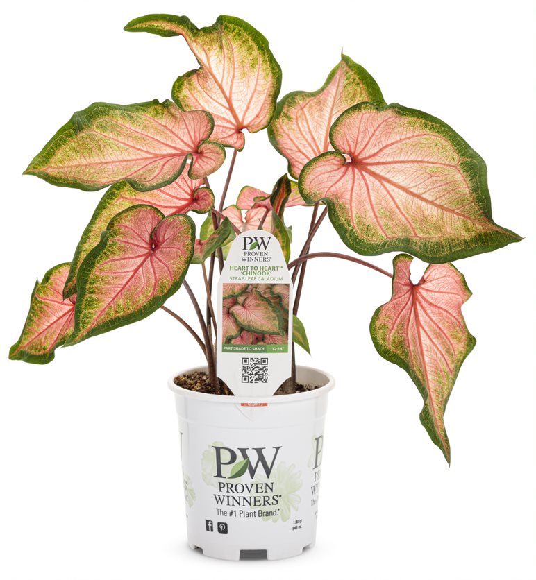 4.5 in. Quart Heart to Heart Chinook (Caladium) Live Plant， Orange Foliage