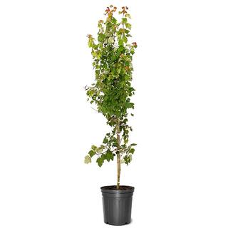 Summer Red Maple Shade Tree MAPSUM05G