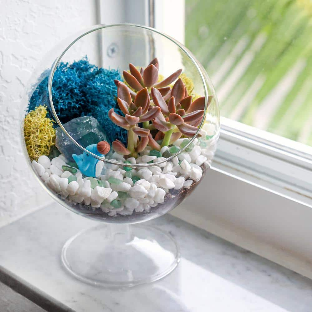 Creations by Nathalie 6 in. Chalice Glass Terrarium Kit with Live Succulent Reindeer Moss Crystals Rocks Tools and Figurine CW-OS3V-9UGJ