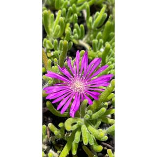 Zeus  Ruta Pink Ice Plants Drought Tolerent Pet-Safe Spreading in Pots (1-Pack) W1010-PI1