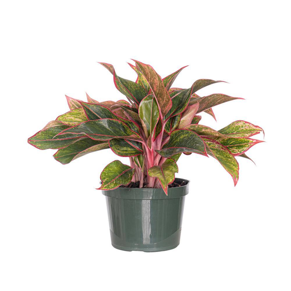 United Nursery Aglaonema Siam Aurora Live Indoor Outdoor Houseplant in 6 inch Grower Pot 27223