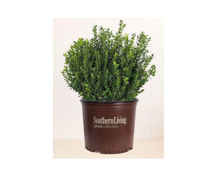 Capstone Plants Boxwood Proven Winner Assorted Varieties 8 Inch Pot