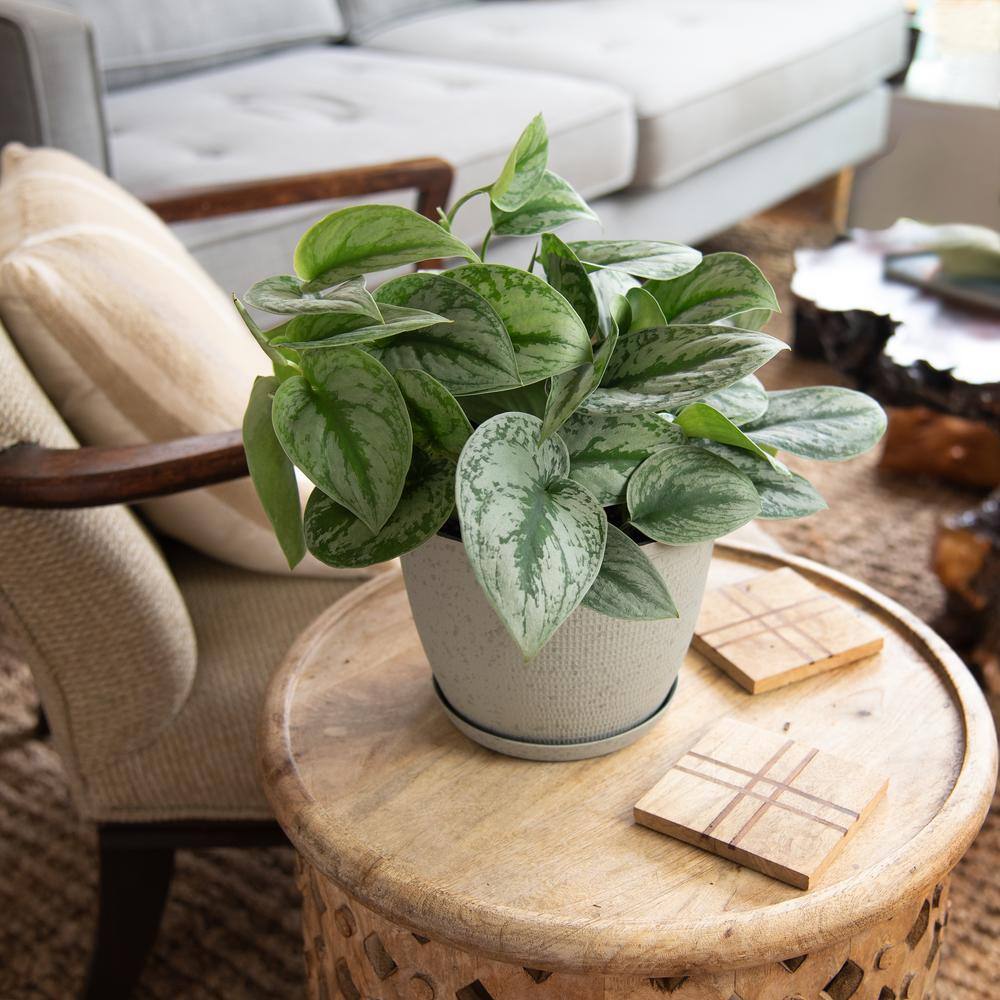 national PLANT NETWORK 6 in. Devil's Ivy Silver Satin Pothos Plant in Grower Pot HD7207