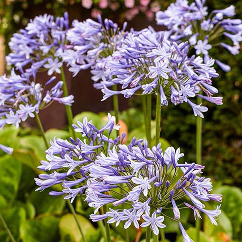 Breck's Blue Flowering Lily-of-the-Nile Agapanthus Bulbs (2-Pack) 67782