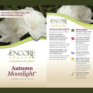 ENCORE AZALEA 2 Gal. Autumn Moonlight Shrub with White Flowers 14796