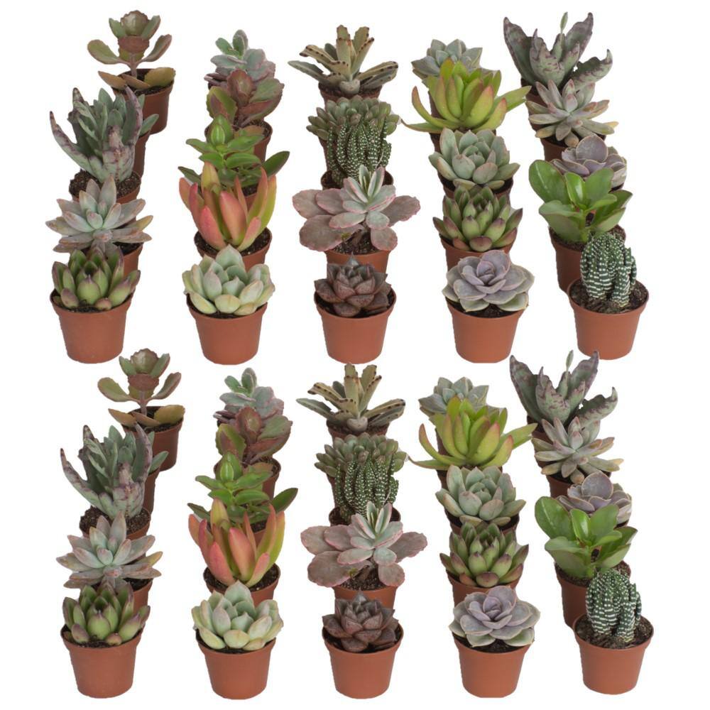 Costa Farms 2 in. Mini Succulent Plants in Grower's Pot 50-Pack P-SUC-G-POT-50