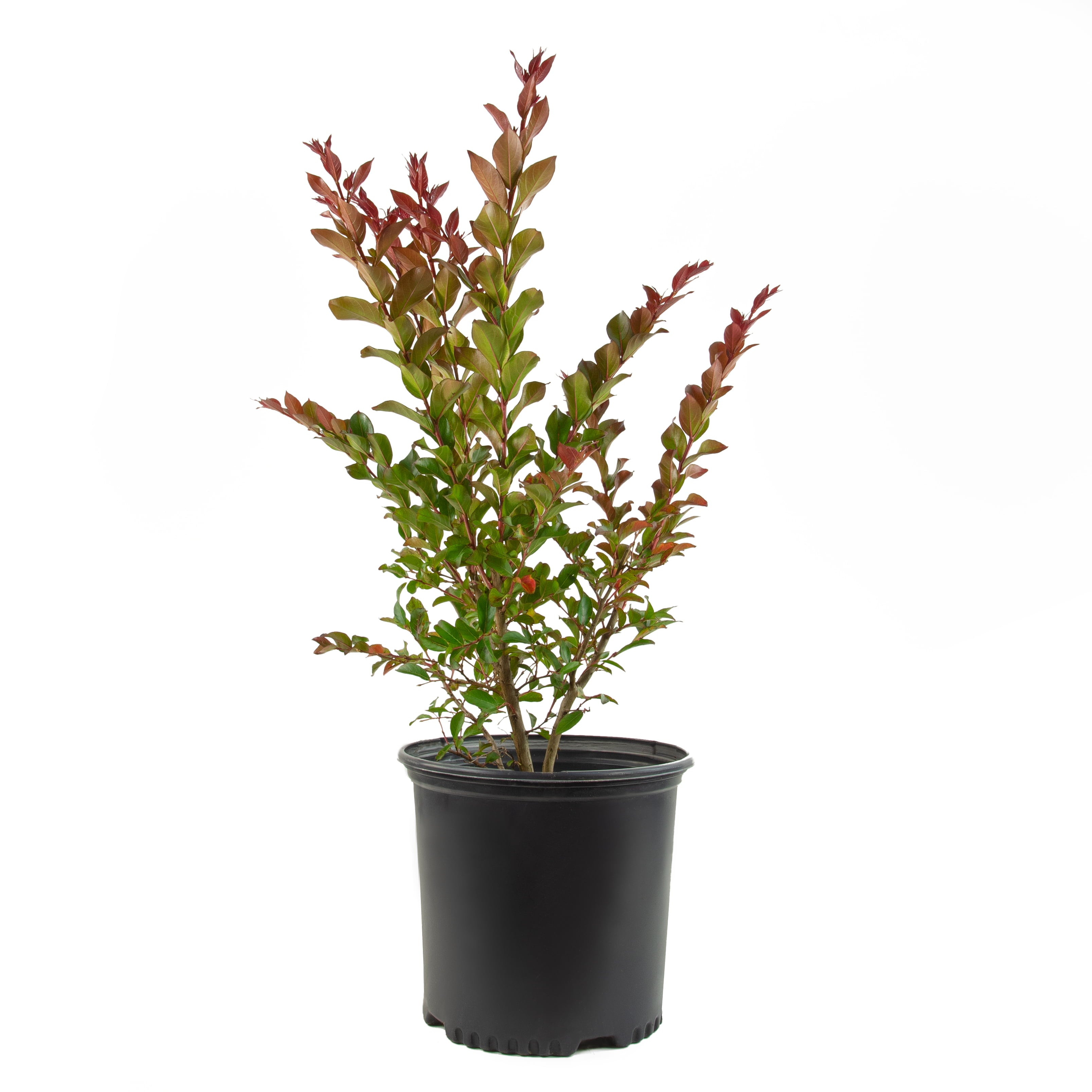 Bloomables® 2.25 gal Enduring Red™ Crape Myrtle - Red Blooms - Live Plant - 1 Piece