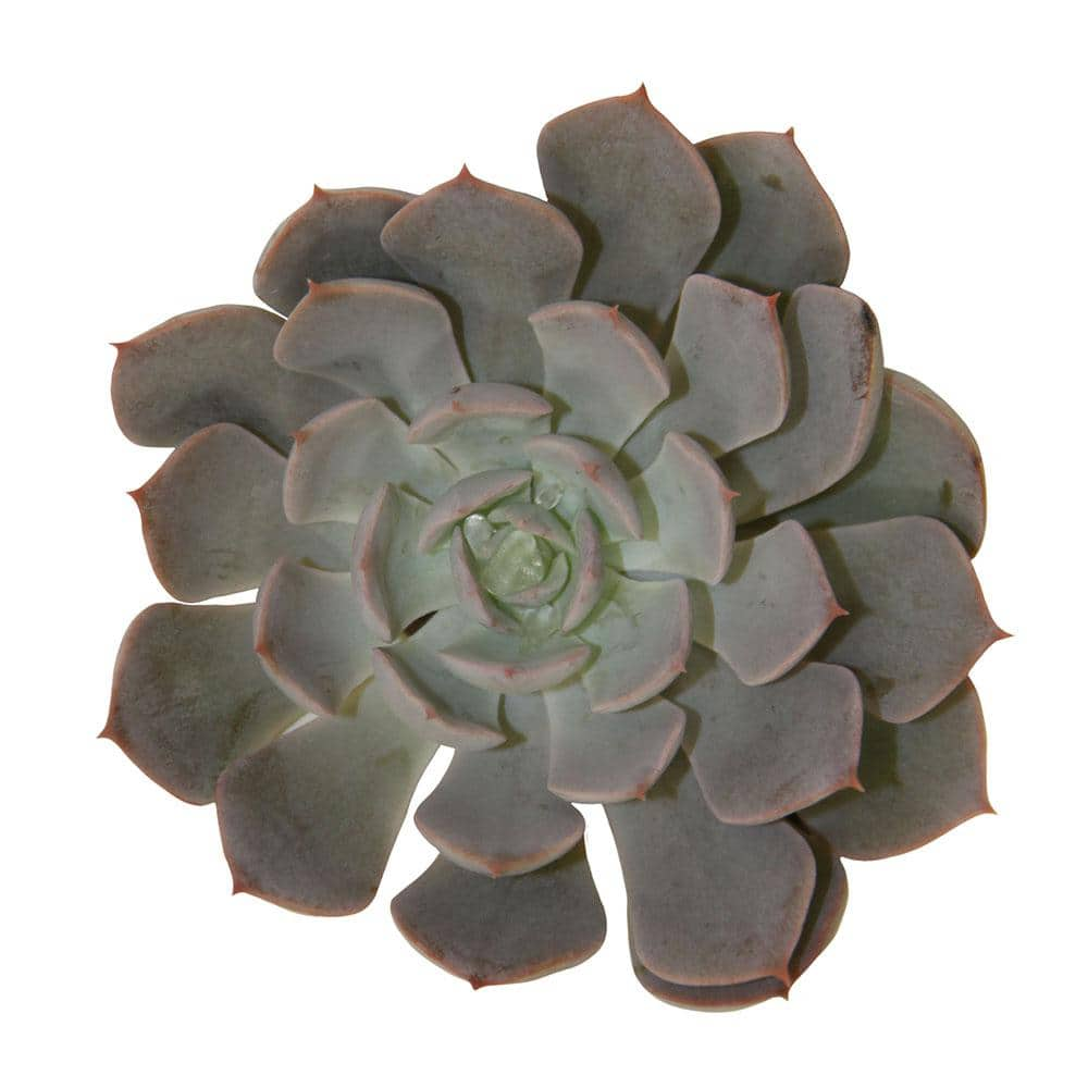 Costa Farms Small Assorted Echeveria Succulents in 2.5 in. Grower Pot， Avg. Shipping Height 3 in. Tall (4-Pack) 2SUCCECHGROW4PK