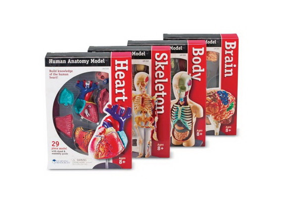 Learning Resources LER3338 Anatomy Models Set