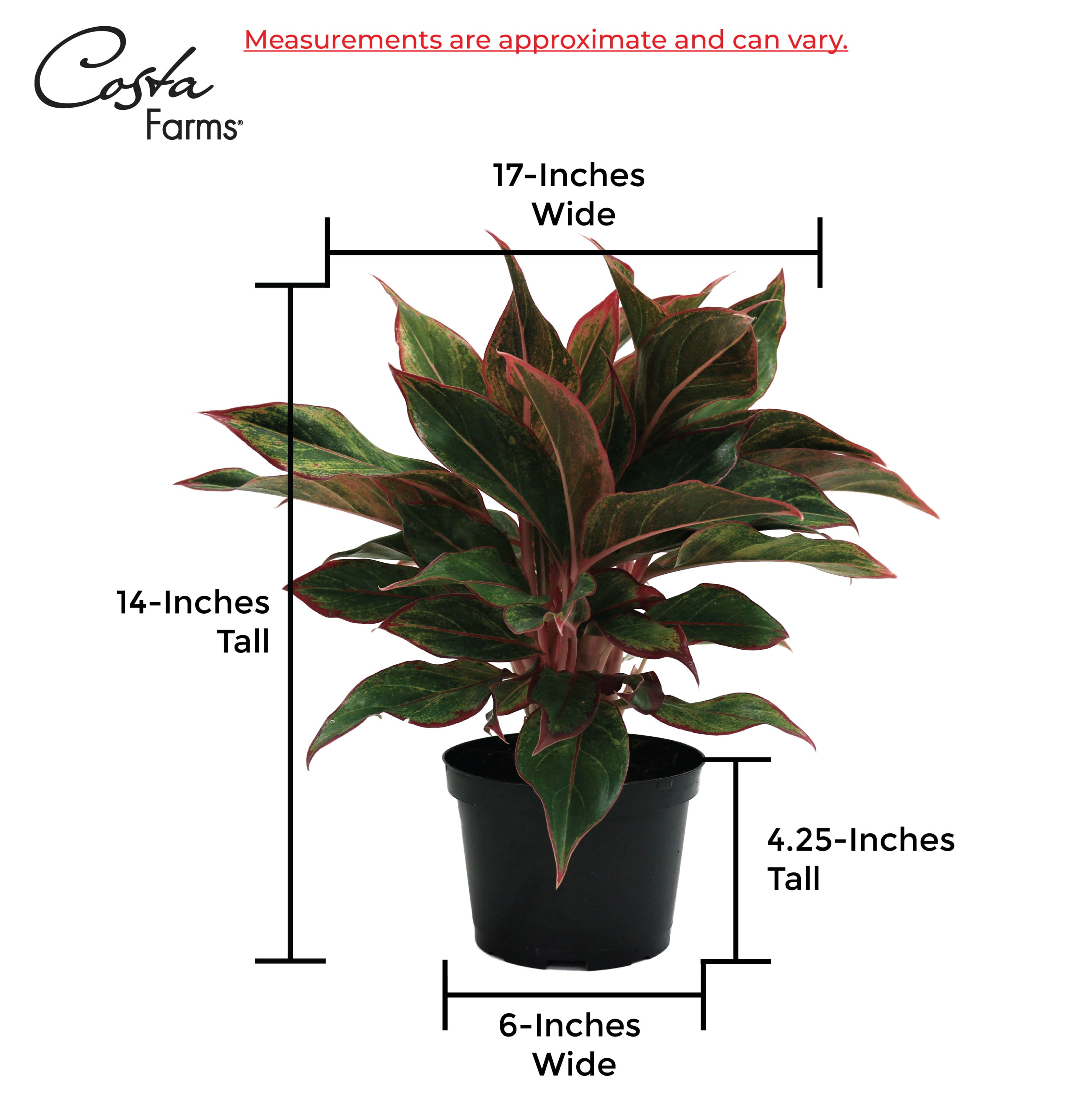 Costa Farms Trending Tropicals Live Indoor 14in. Tall Multi-color Chinese Evergreen， Aglaonema; Medium， Indirect Light Plant in 6in. mixed material Planter