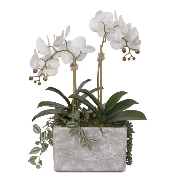 Real Touch Cream White Orchids with Seashell in Stone Wash Pot