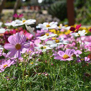 Readi Soil 8 Qt. 100% Organic Worm Castings Flowering Blend RSFB-8