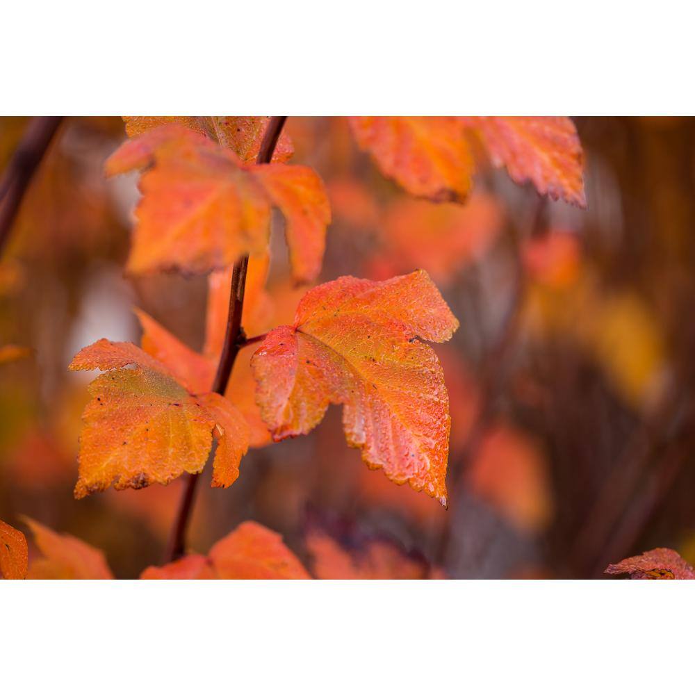 FIRST EDITIONS 2 Gal. Amber Jubilee Ninebark (Physocarpus) Live Shrub with White Flowers O58412F