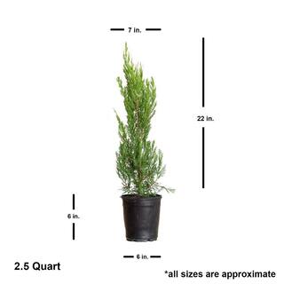 FLOWERWOOD 2.5 Qt. Spartan Juniper Live Evergreen Tree Dark Green Fast-Growing Privacy Plant 3402Q