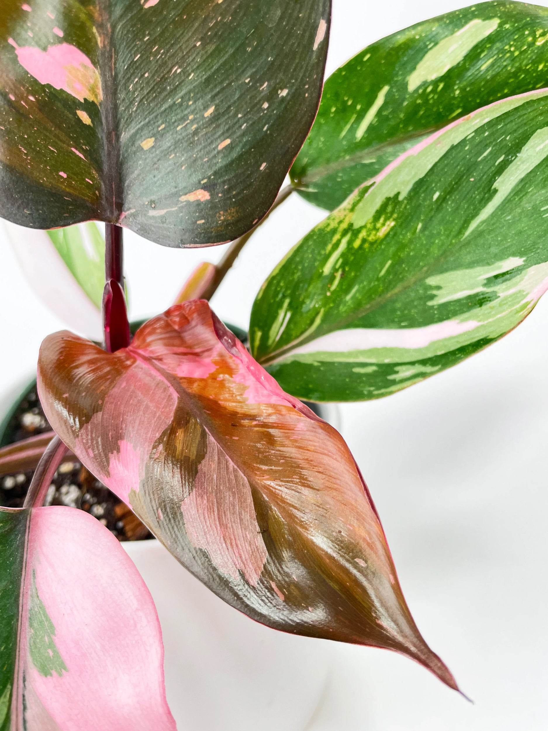 Philodendron Pink Princess