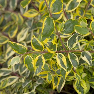 SOUTHERN LIVING 2 Gal. Miss Lemon Abelia Plant with Bright Variegated Yellow Foliage 14401