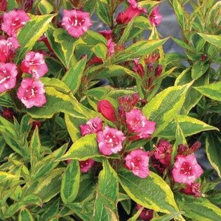 French Lace Weigela