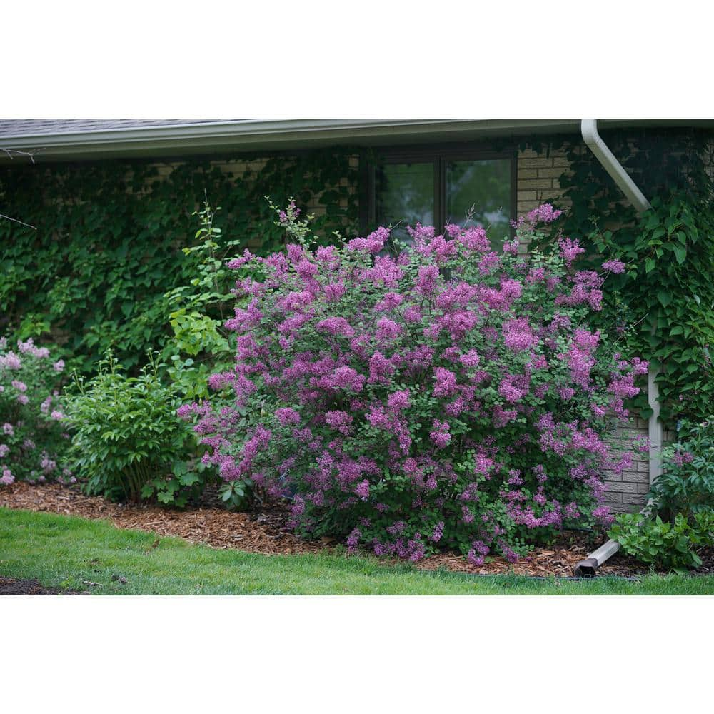 PROVEN WINNERS 2 Gal. Bloomerang Dark Purple Reblooming Lilac (Syringa) Live Shrub with Deep Purple Flowers PWSPA2BLM1PK