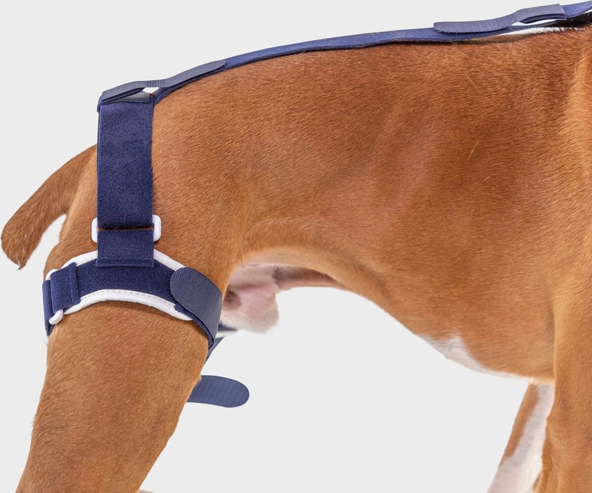 Balto Jump Dog Knee Brace