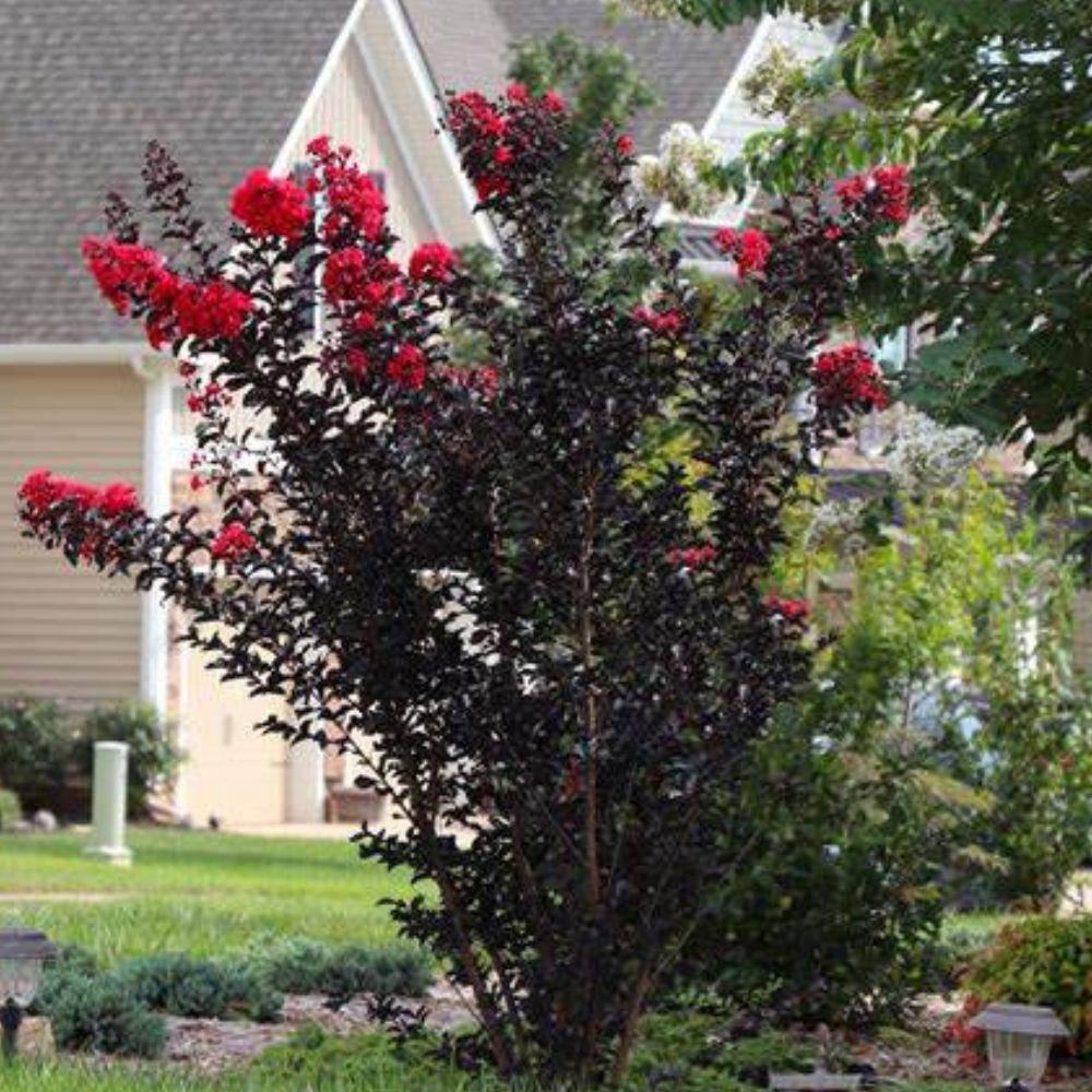 Black Diamond 3 Gal. Radiant Red Crape Myrtle Flowering Deciduous Tree with Red Flowers CRMBRR03G
