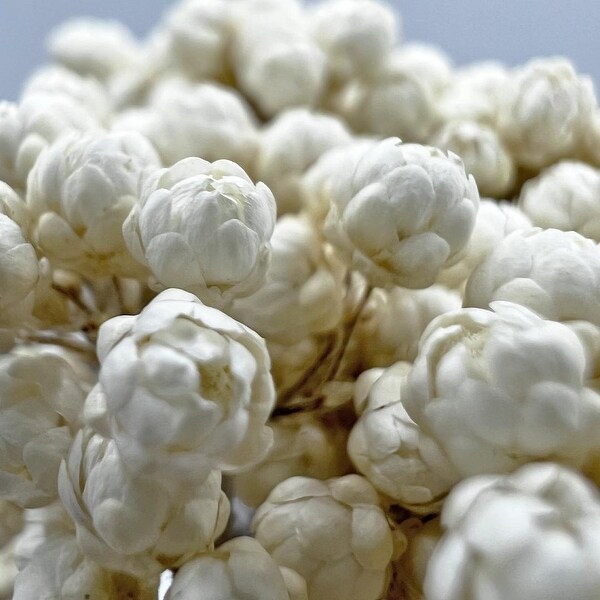 Bundle of 4 Preserved Millet ，Rice Flower