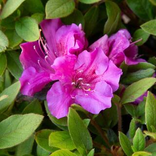 ENCORE AZALEA 3 Gal. Autumn Royalty Reblooming Azalea Shrub with Purple Flowers 80553