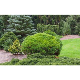 Online Orchards 1 Gal. Little Gem Norway Spruce Shrub Richly Nomaintenance Dwarf Conifer CFSP003