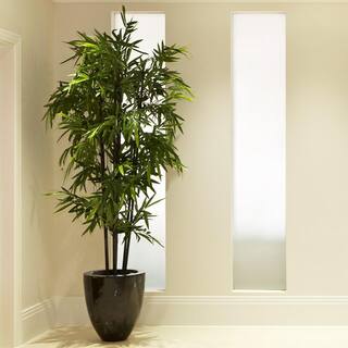 Brighter Blooms 3 Gal. Black Bamboo Tree BAM-BLA-34-3