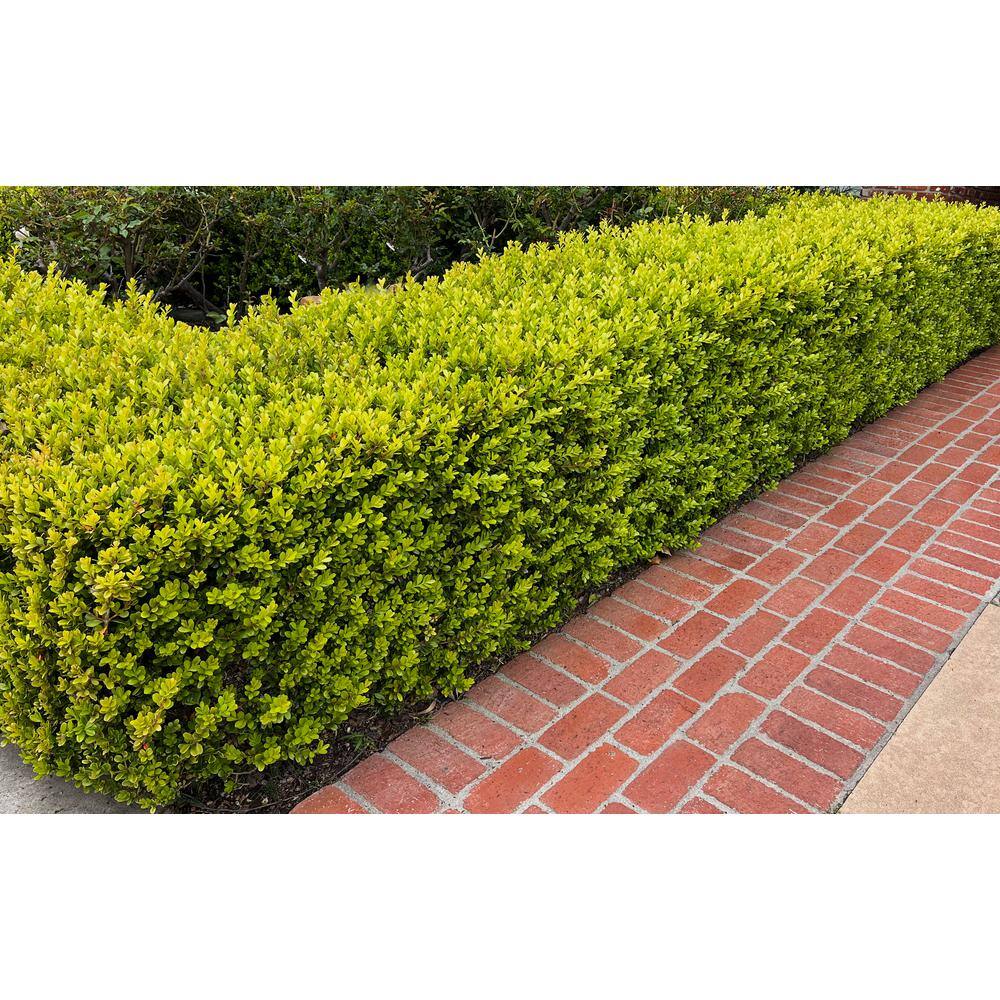 EVERDE GROWERS 2.5 qt. Japanese Boxwood Winter Gem BUXMIF0901