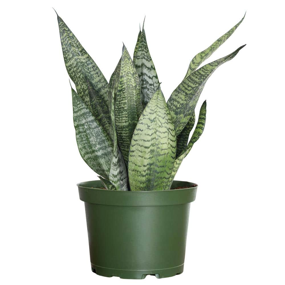 United Nursery Live Sansevieria Zeylanica Indoor Snake Plant Shipped in 6 in. Grower Pot 26455