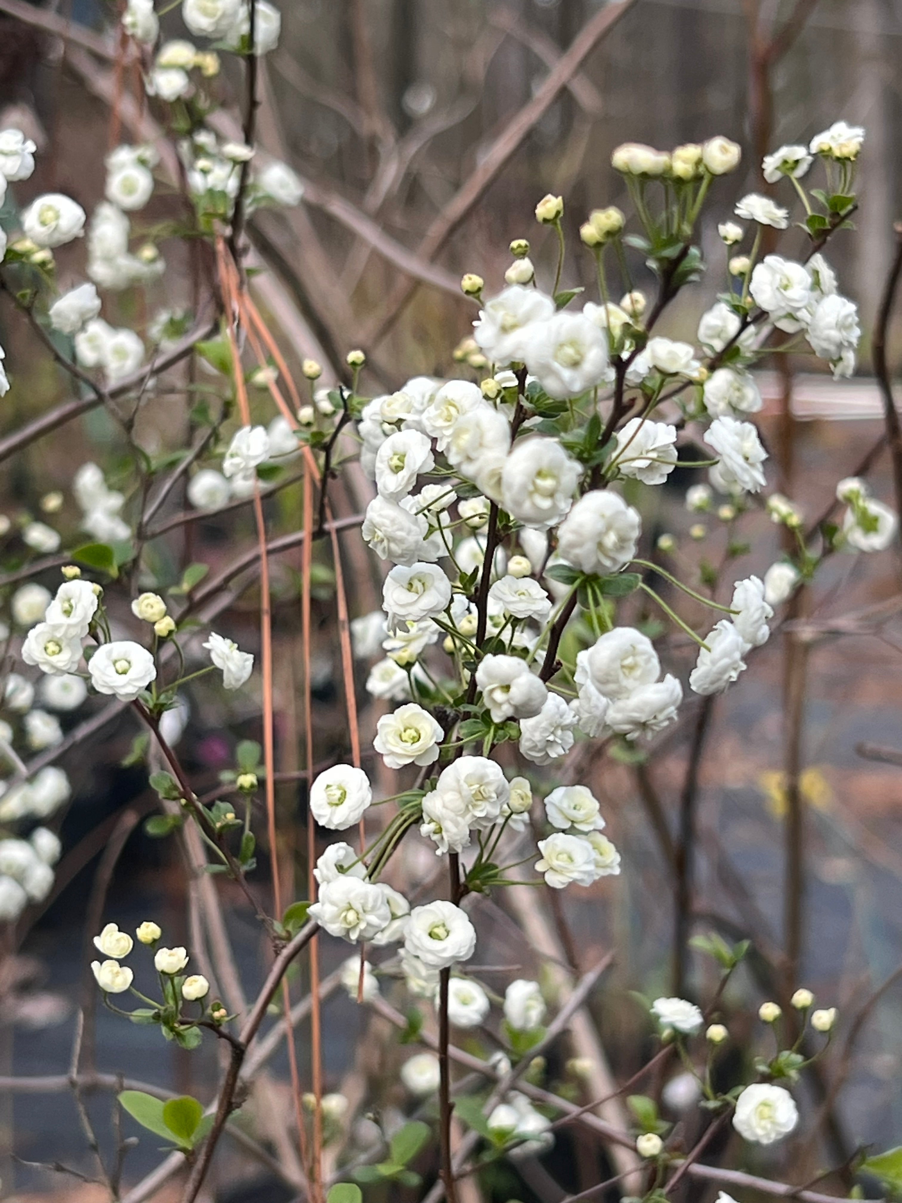 Spirea Prunifolia