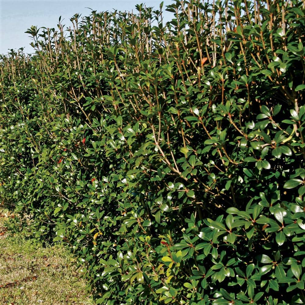 SOUTHERN LIVING 3 Gal. Bigfoot Cleyera - Live Fast Growing Evergreen Shrub Glossy Foliage 55073