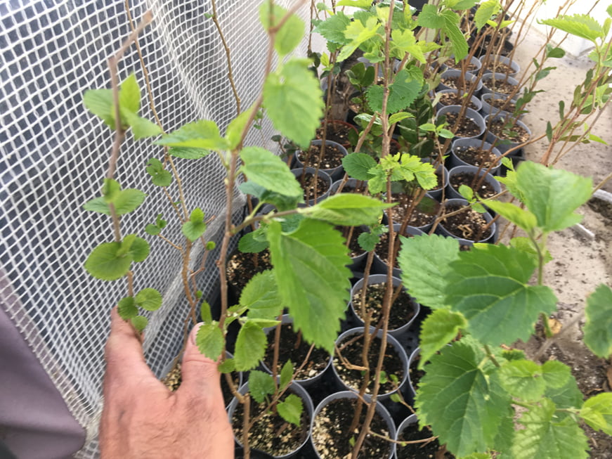 White Mulberry Tree - Morus Alba - Live Plant