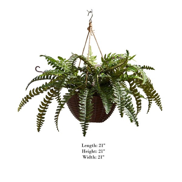 Boston Fern Hanging Basket