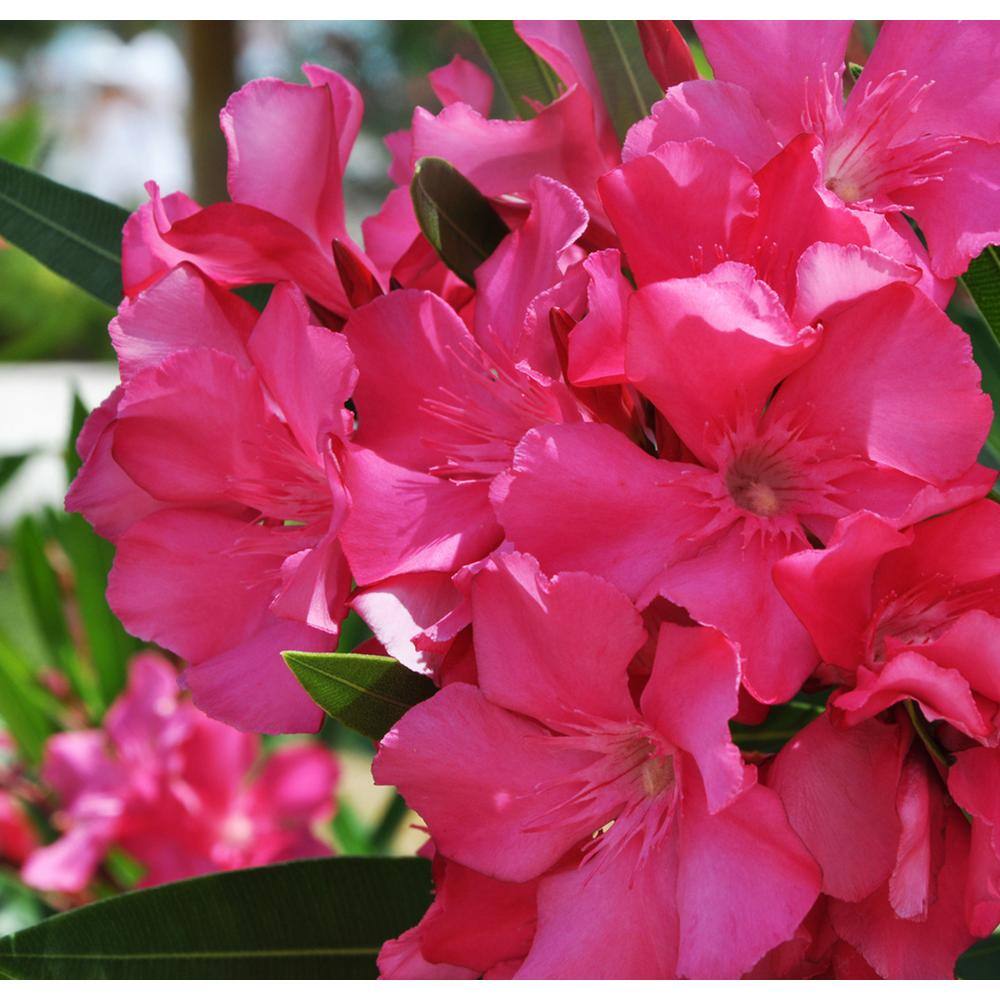 Costa Farms 10 in. Outdoor Pink Oleander Bush Plant in Grower Pot Avg. Shipping Height 26 in. to 32 in. Tall L-OLB-G-POT-01