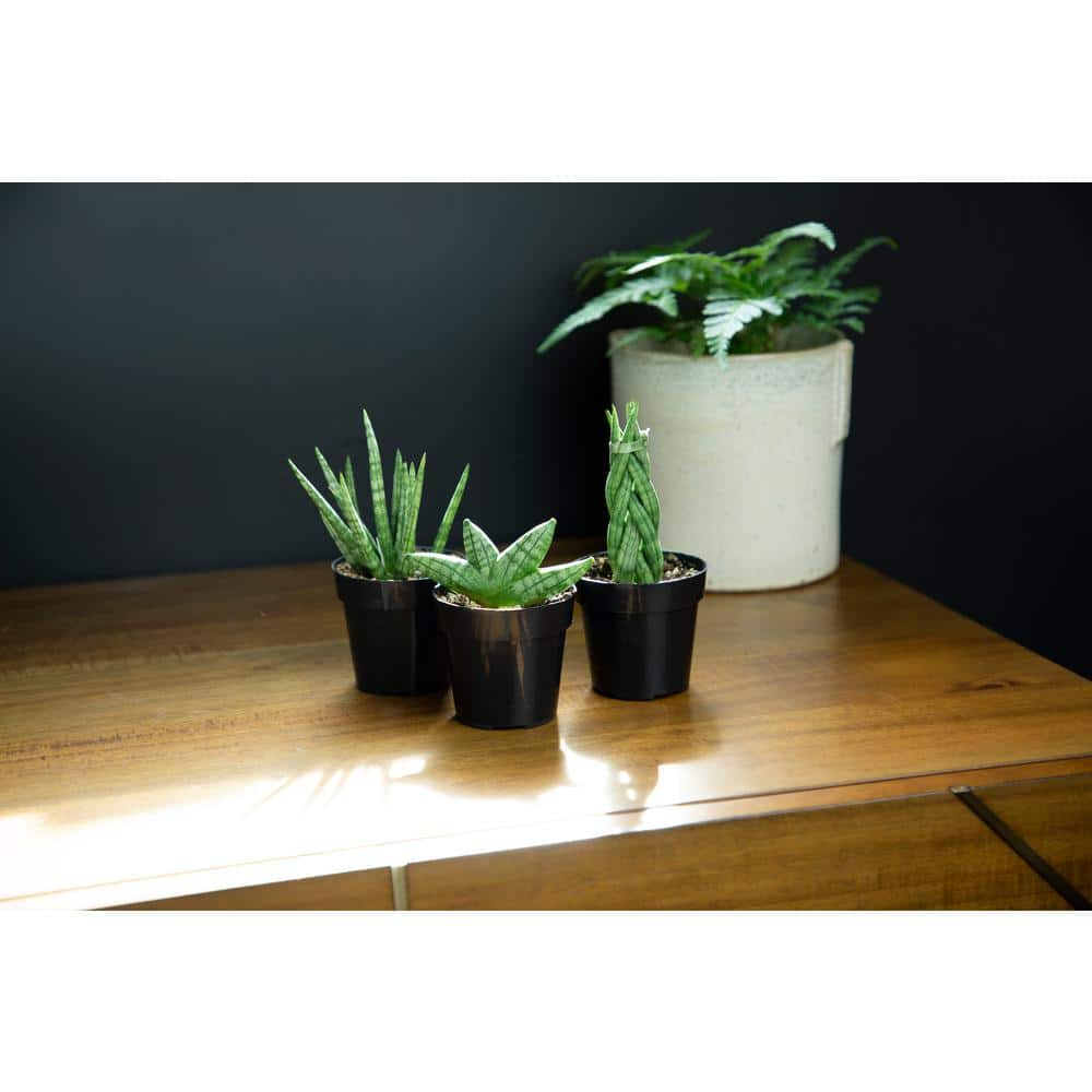 SMART PLANET Mini-Sansevieria Assortment in 2.5 in. Grow Pot (3-Pack) 0880086