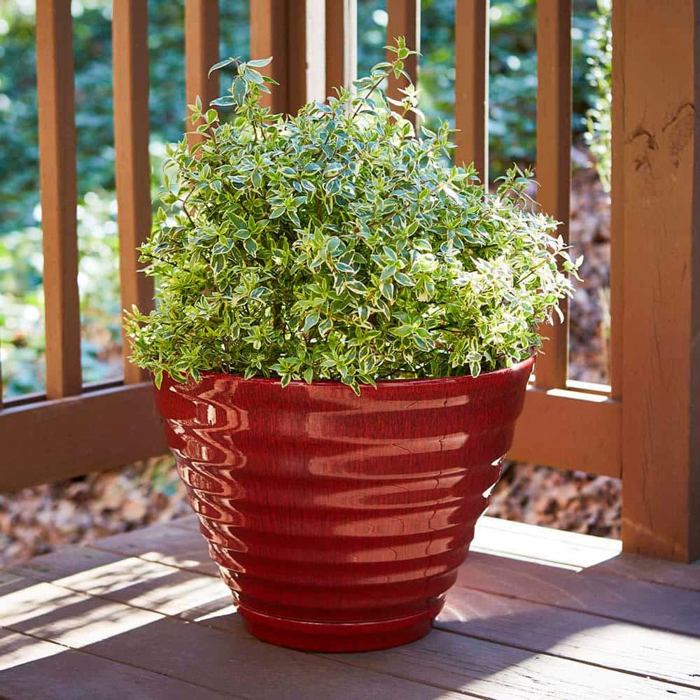 Southern Patio Beehive Large 16 in. x 12.3 in. 21 Qt. Red High Density Resin Outdoor Planter with Saucer HDR-064763