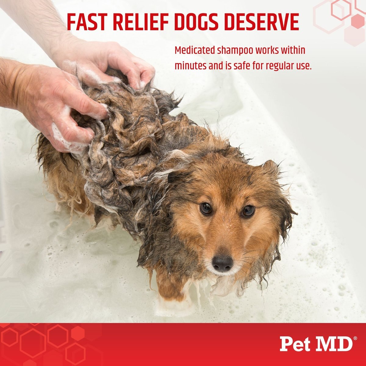 Pet MD Antiseptic and Antifungal Medicated Shampoo， 8-oz bottle