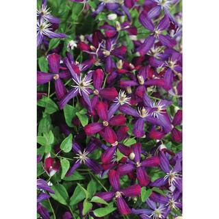 PROVEN WINNERS 1 Gal. Sweet Summer Love (Clematis) Live Shrub Red-Purple Flowers CLMPRC2016101