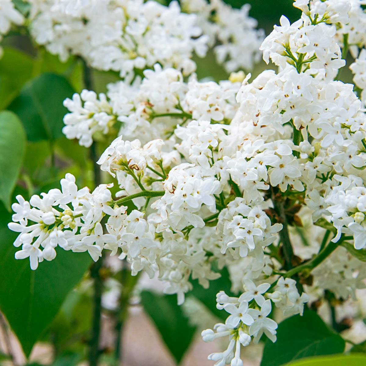 Snowy Beach Party White Flowering Lilac Dormant Bare Root Flowering Starter Shrub (1-Pack)