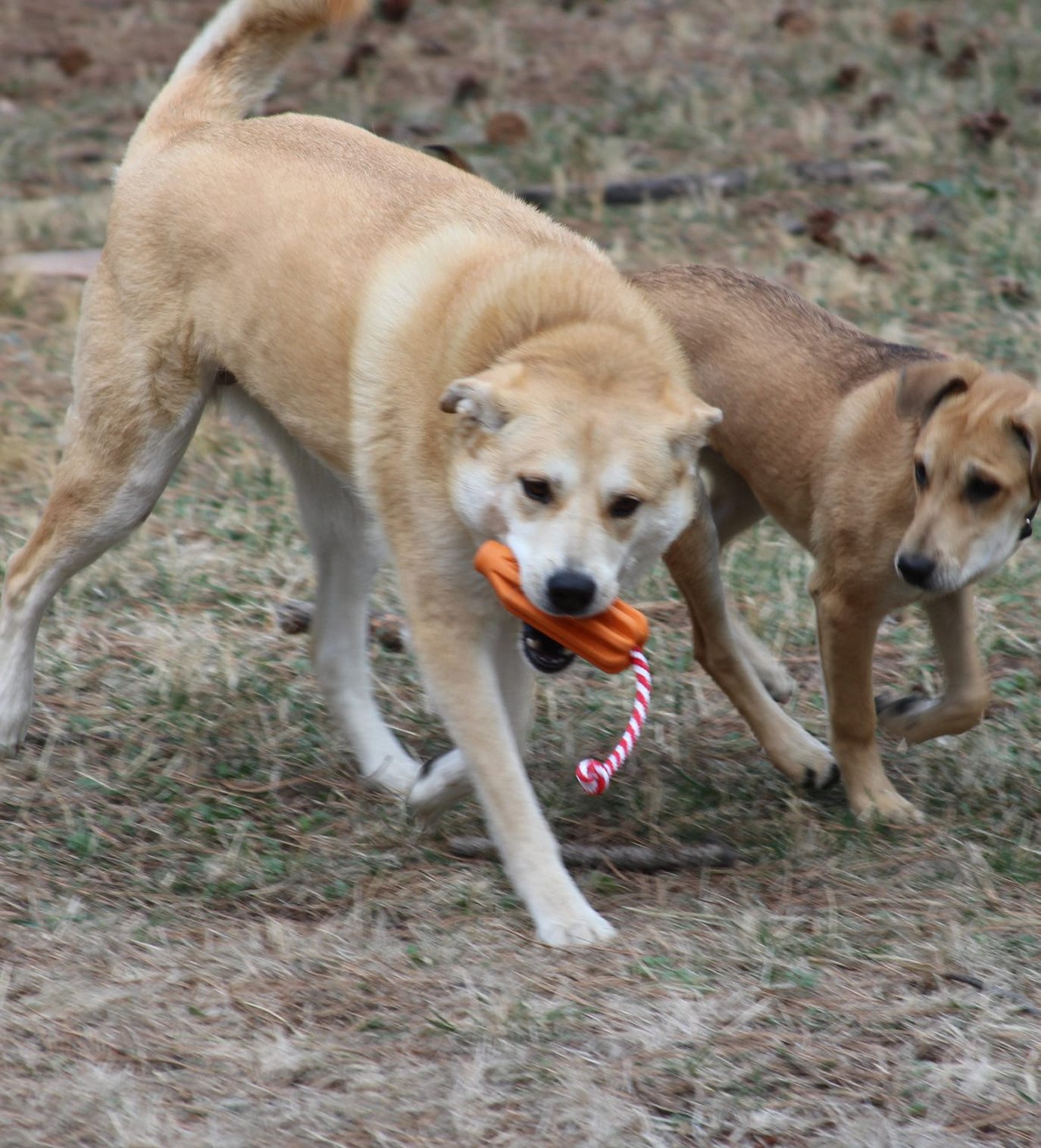 Sodapup Rocket Pop Dental and Retrieving Dog Toy