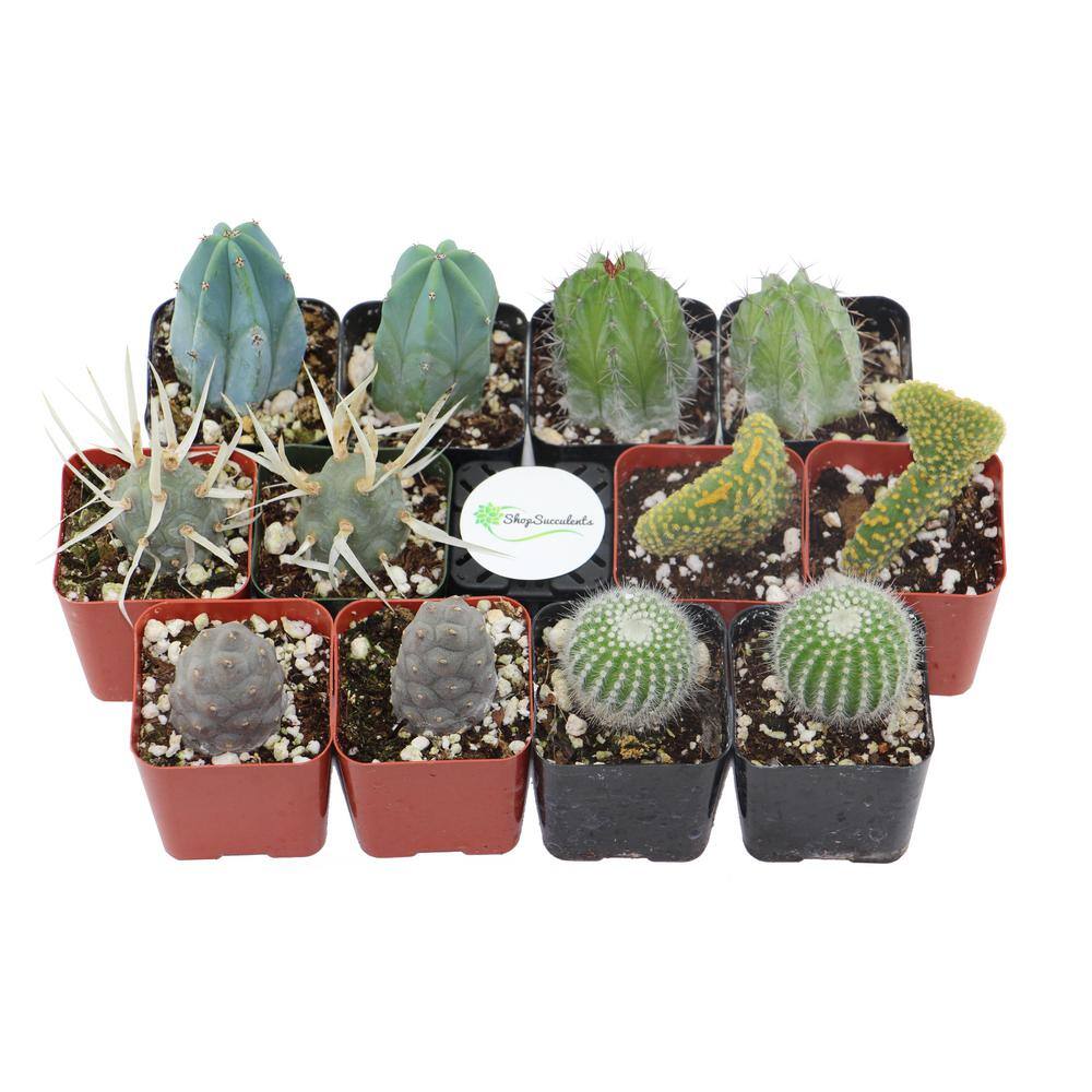 Shop Succulents 2 in. Cactus Collection (Collection of 12) C12