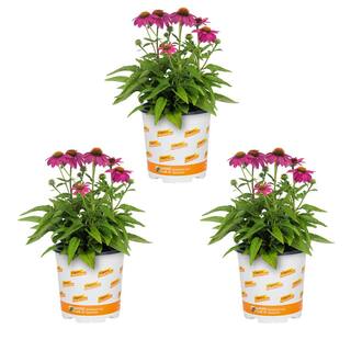 Vigoro 2 Qt. Pow Wow Wilderberry Pink Cone Flower Echinacea Perennial Plant (3-Pack) 4015