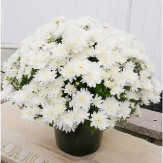 BELL NURSERY 3 Qt. White Chrysanthemum Annual Live Plant with White Flowers in 8 in. Grower Pot (2-Pack) CHMUM8WHT2PK