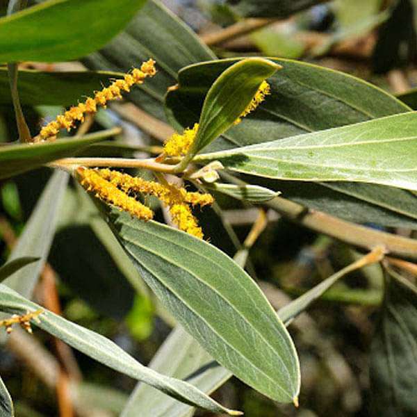 Acacia Holosericea, Strap Wattle - 0.5 kg Seeds