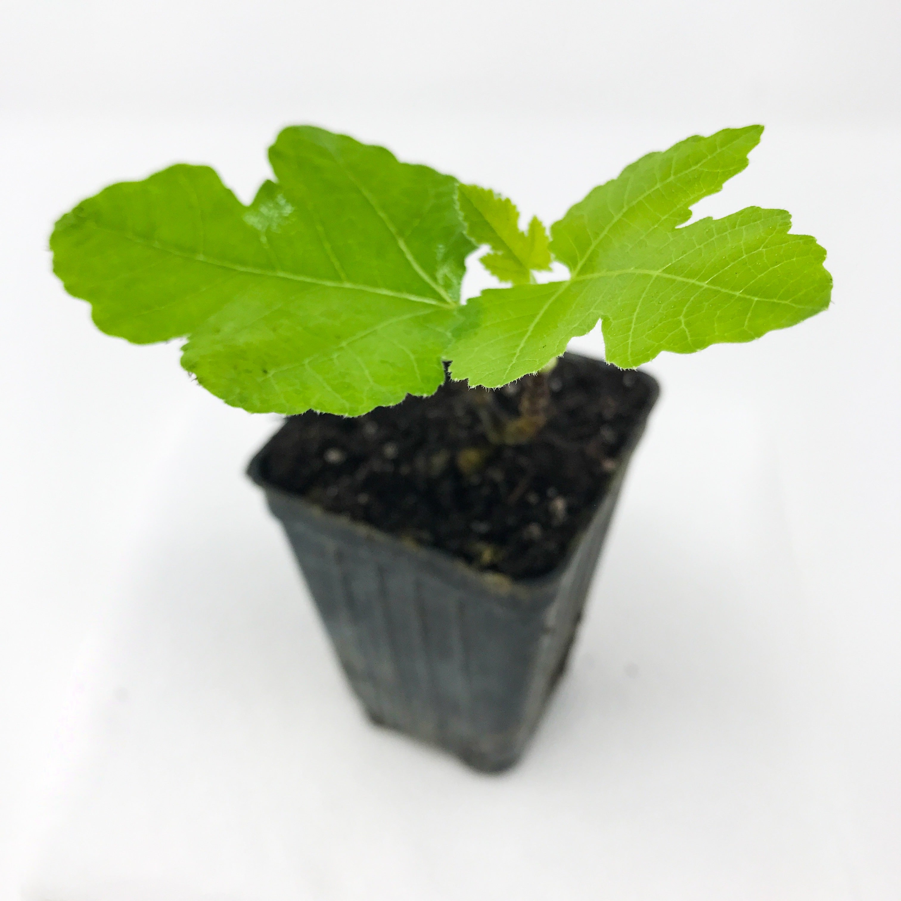 Celeste Fig (Honey/Sugar Fig) Live Plant - Ficus carica - Wellspring Gardens Starter Plant