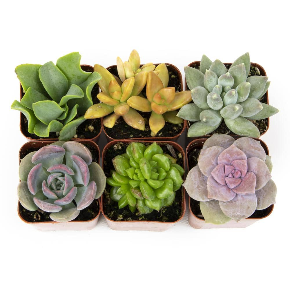 SMART PLANET 2IN Easy Care Live Succulent (6-Pack) 0881173